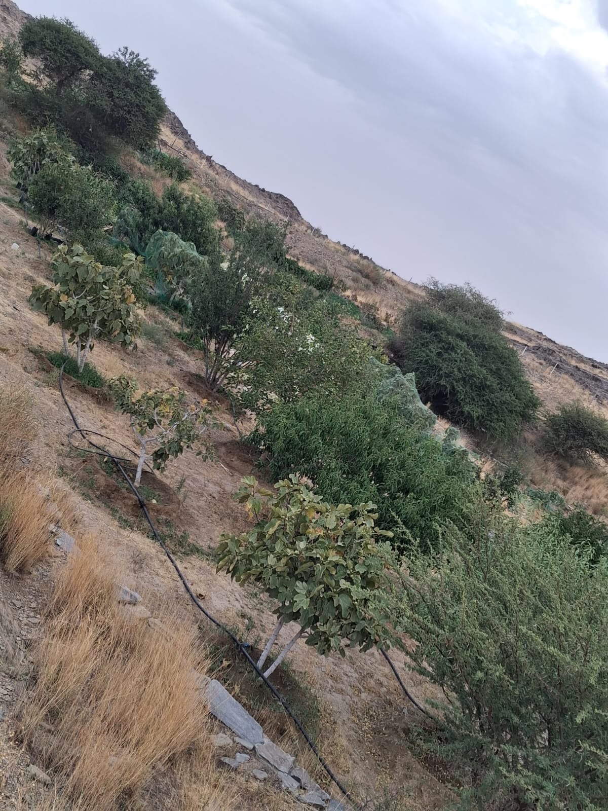 عسير