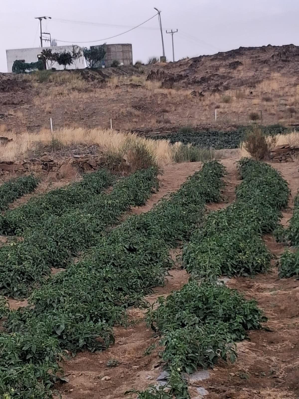 عسير