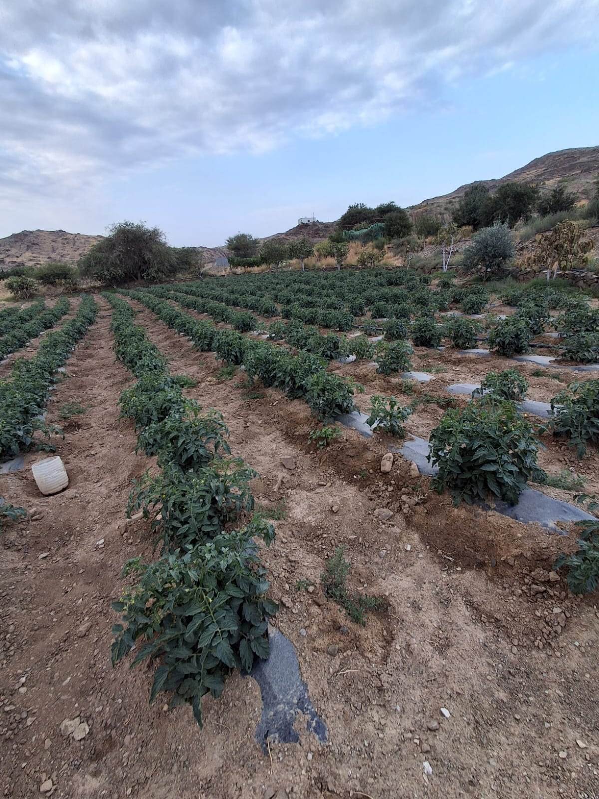 عسير