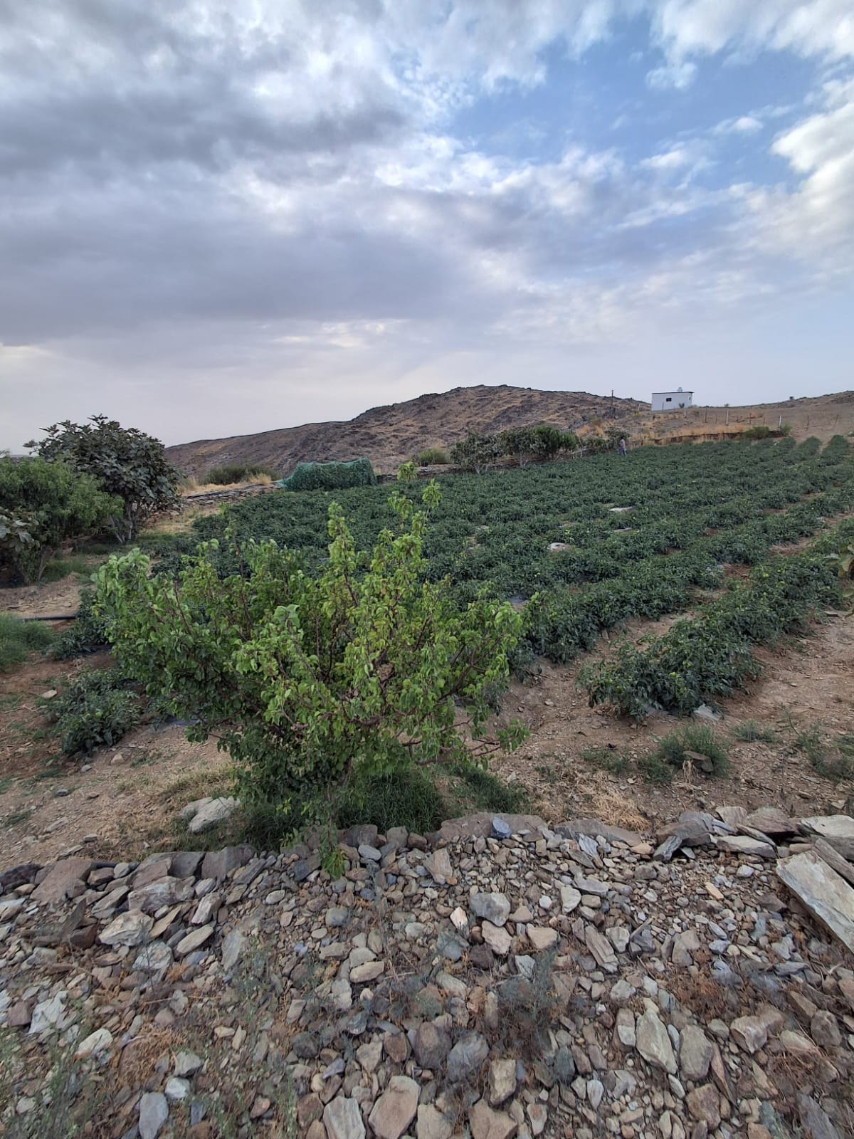 عسير